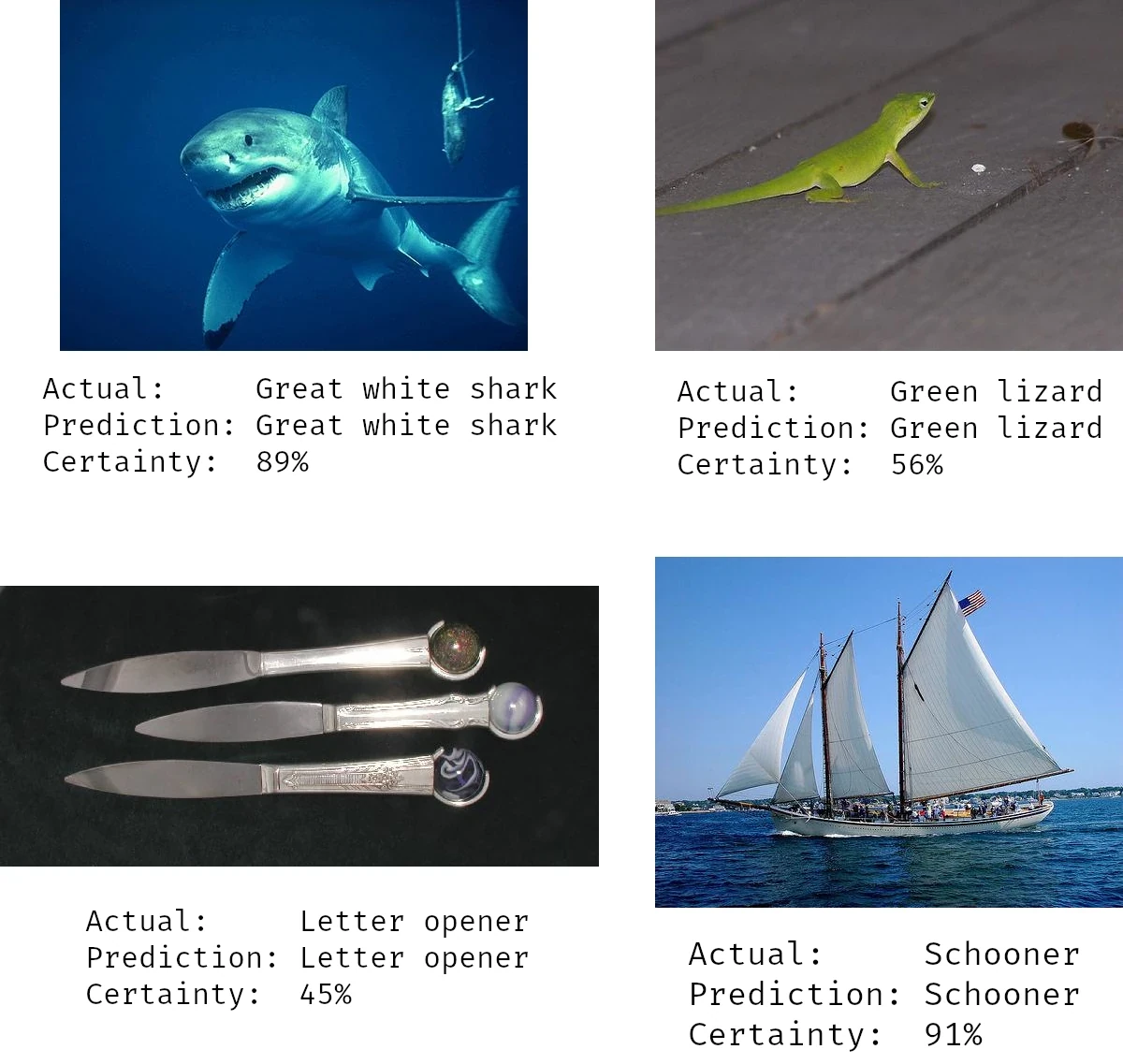 A photo of a great white shark predicted correctly with 89% certainty,
a green lizard predicted correctly with 56% certainty,
letter openers predicted correctly with 45% certainty
and a schooner predicted correctly with 91% certainty