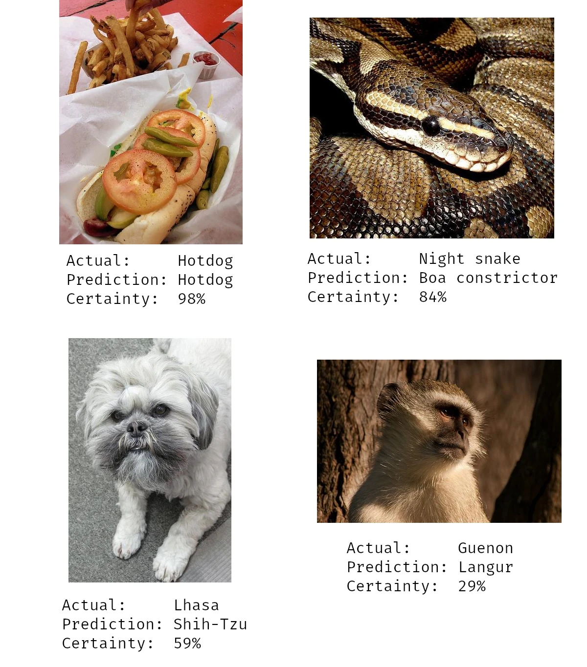 A photo of a hotdog predicted correctly with 98% certainty,
a night snake predicted incorrectly as a boa constrictor with 85% certainty,
a Lhasa dog predicted incorrectly as a Shih-Tzu with 59% certainty
and a Guenon monkey predicted incorrectly as a Langur with 29% certainty